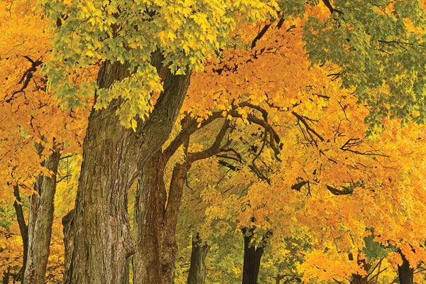 Maple Trees: Colors Of Fall by Brian Wolf