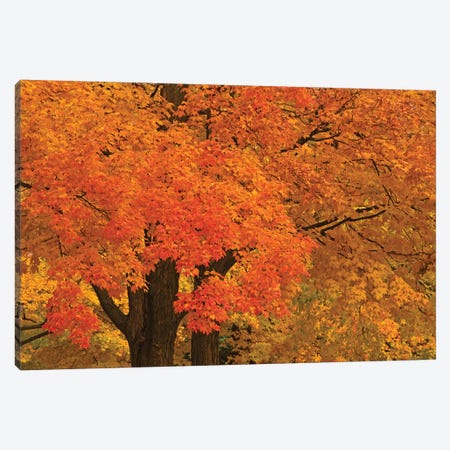 Autumn Maples Canvas Print #BWF416} by Brian Wolf Canvas Wall Art