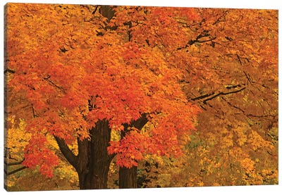 Autumn Maples Canvas Art Print - Brian Wolf