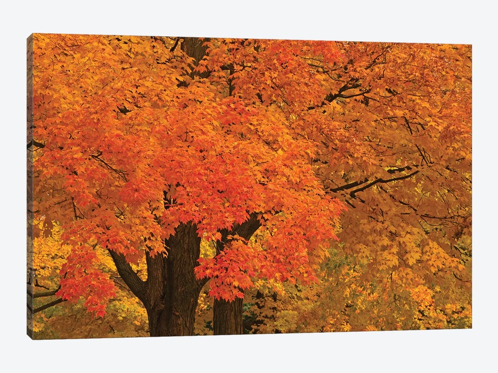 Autumn Maples by Brian Wolf 1-piece Art Print
