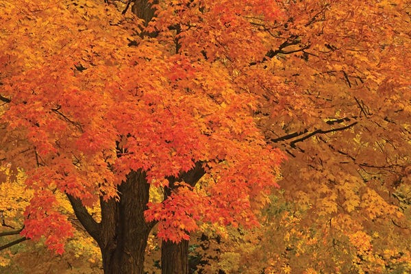 Maple Trees: Autumn Maples by Brian Wolf