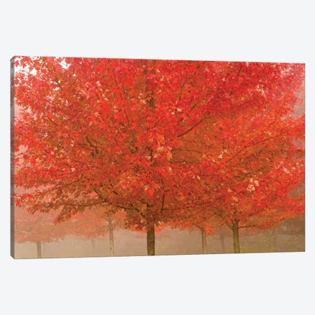 Foggy Morning Maples Canvas Print #BWF417} by Brian Wolf Canvas Art
