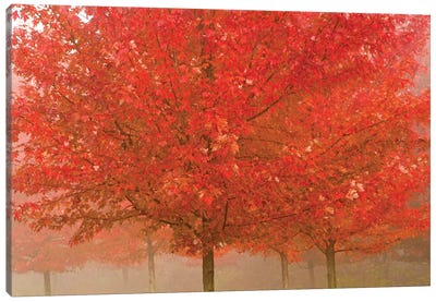 Foggy Morning Maples Canvas Art Print - Maple Tree Art