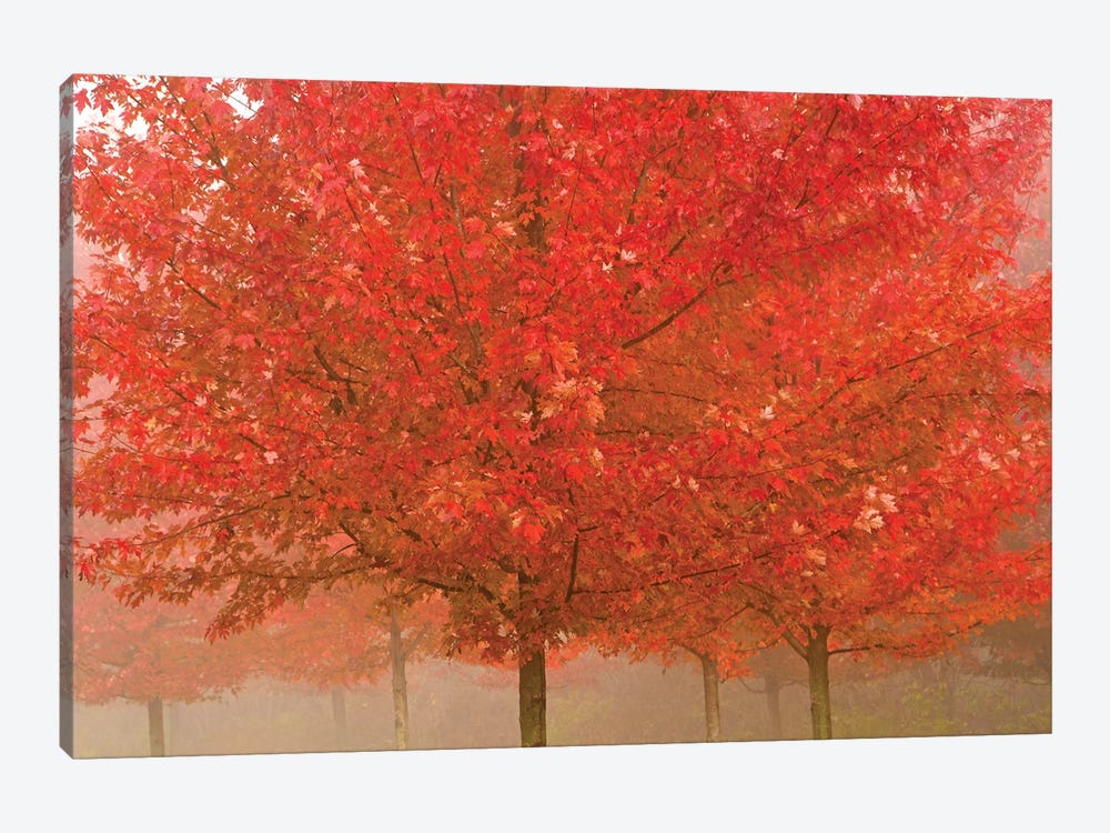 Foggy Morning Maples by Brian Wolf 1-piece Canvas Art