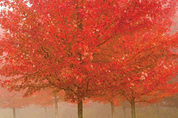 Maple Trees: Foggy Morning Maples by Brian Wolf