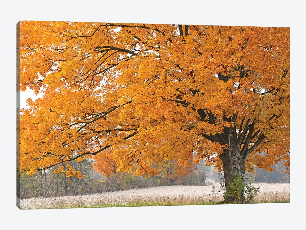 Morning Maple by Brian Wolf 1-piece Canvas Art Print