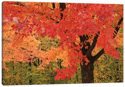 Red Maple Canvas Art Print - Brian Wolf