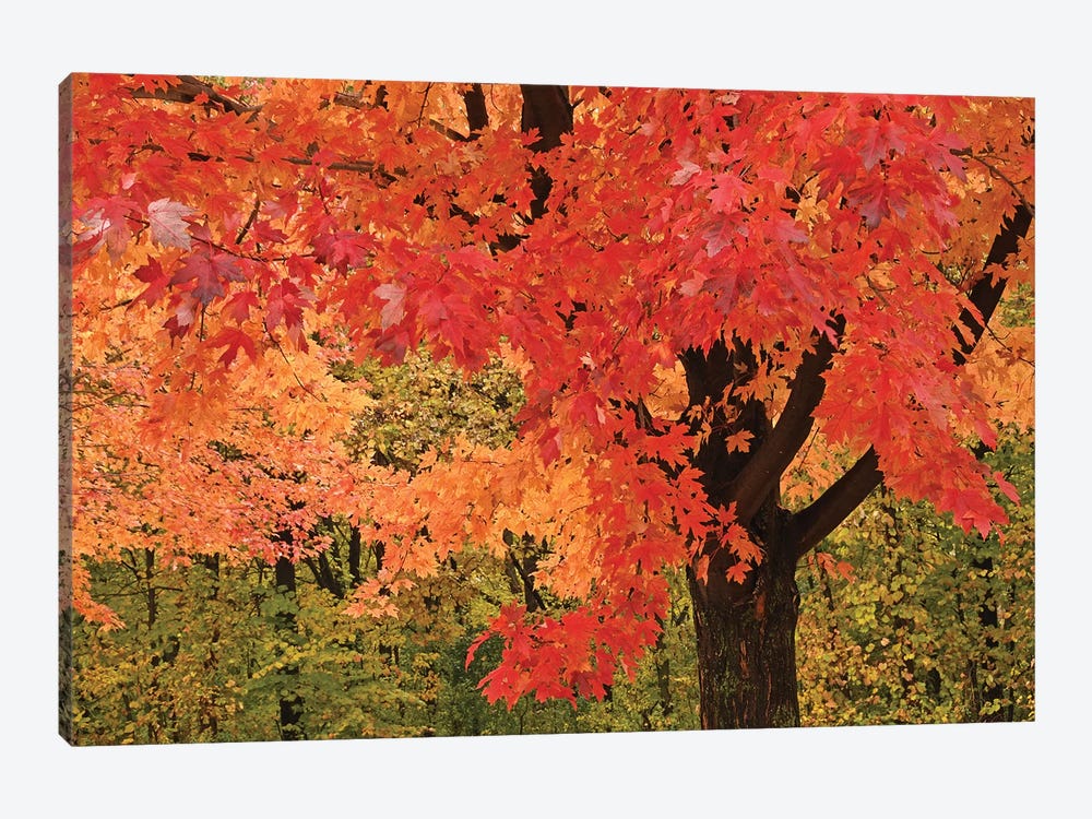 Red Maple by Brian Wolf 1-piece Canvas Art