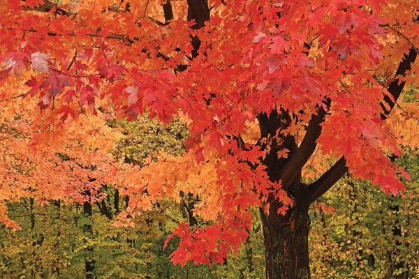 Red Maple