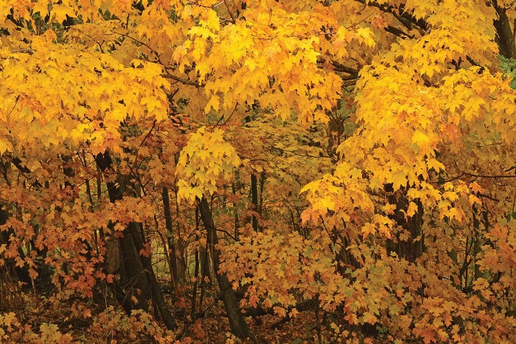 Yellow Maples