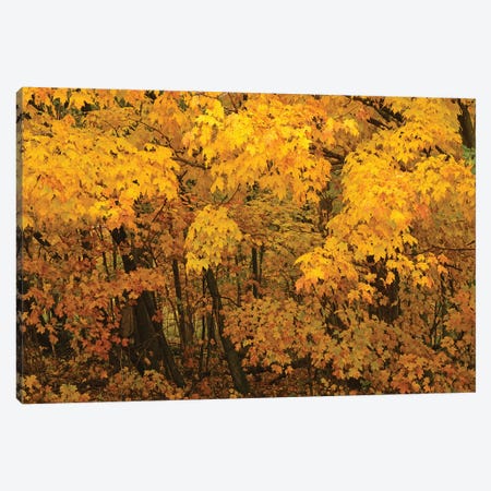 Yellow Maples Canvas Print #BWF420} by Brian Wolf Canvas Wall Art