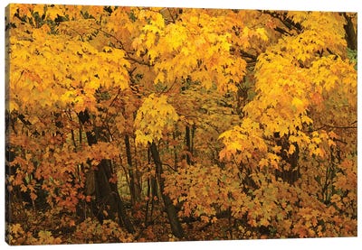 Yellow Maples Canvas Art Print - Maple Tree Art