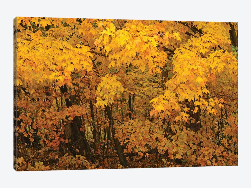 Yellow Maples by Brian Wolf 1-piece Canvas Art
