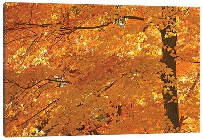 Sun Lit Maples Canvas Art Print - Brian Wolf