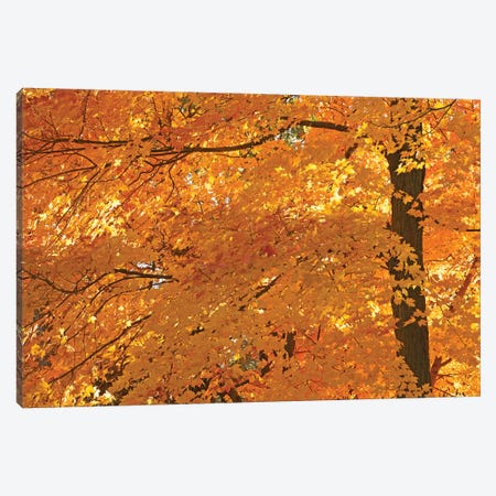 Sun Lit Maples Canvas Print #BWF421} by Brian Wolf Canvas Art