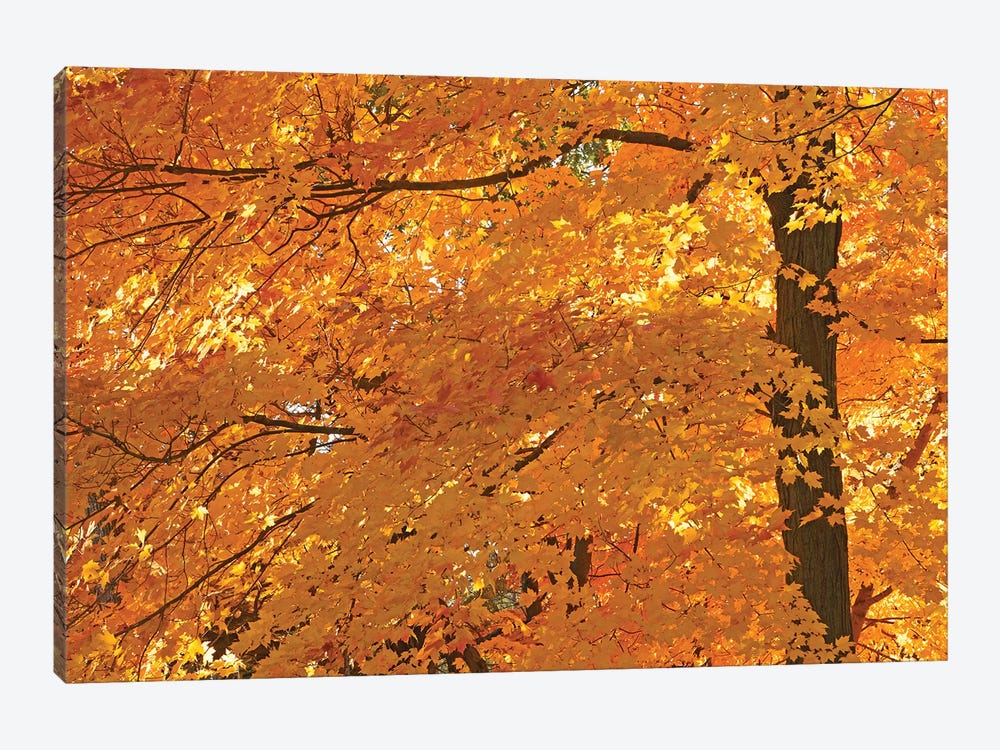 Sun Lit Maples by Brian Wolf 1-piece Art Print