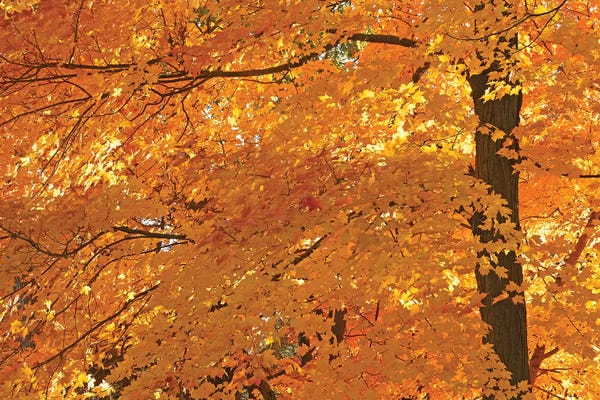 Maple Trees: Sun Lit Maples by Brian Wolf