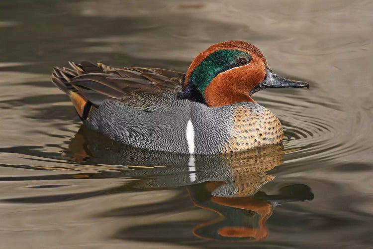 Handsome Green-Wing Teal