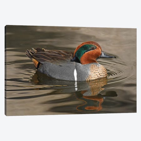 Handsome Green-Wing Teal Canvas Print #BWF423} by Brian Wolf Canvas Wall Art