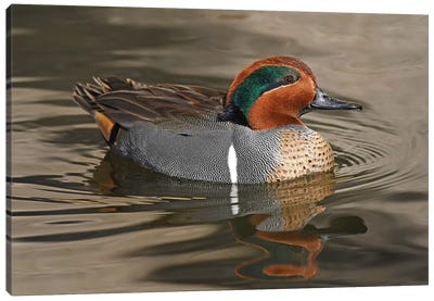 Handsome Green-Wing Teal Canvas Art Print - Brian Wolf