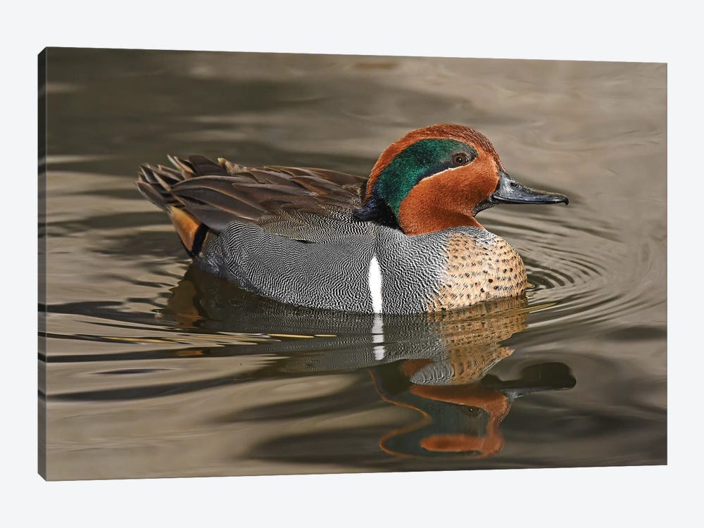 Handsome Green-Wing Teal by Brian Wolf 1-piece Art Print
