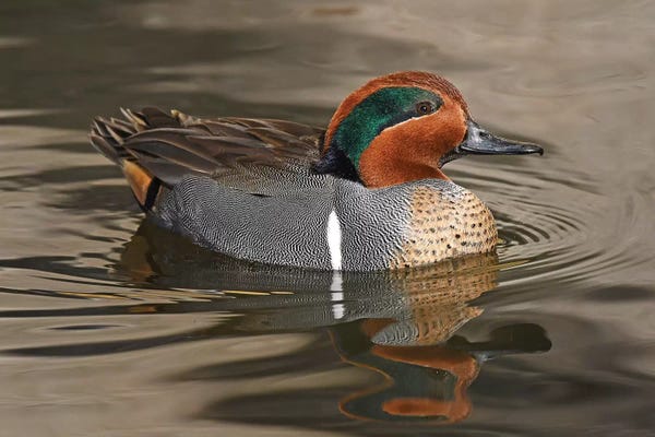 Brian Wolf: Handsome Green-Wing Teal by Brian Wolf