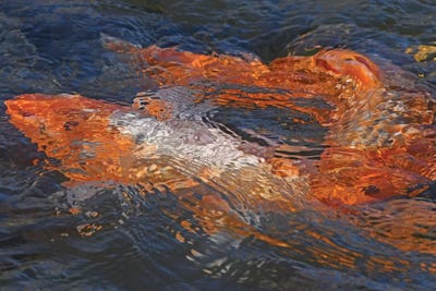 Koi Abstract by Brian Wolf canvas print