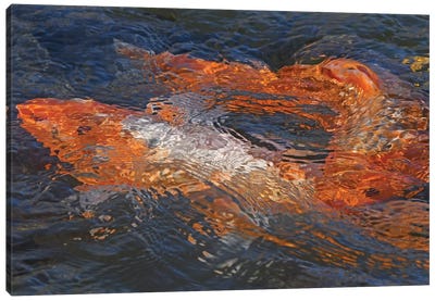 Koi Abstract Canvas Art Print - Koi Fish Art