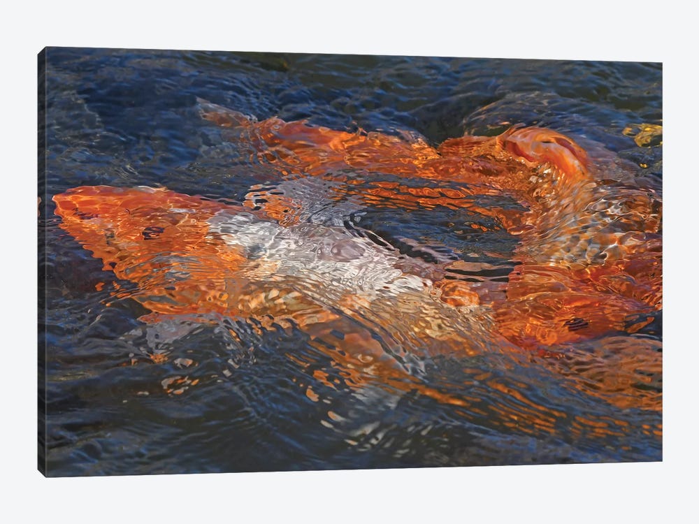 Koi Abstract by Brian Wolf 1-piece Canvas Artwork