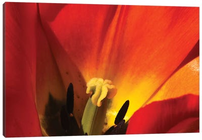 Macro Tulip Canvas Art Print - Tulip Art