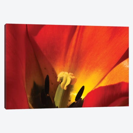 Macro Tulip Canvas Print #BWF425} by Brian Wolf Canvas Print