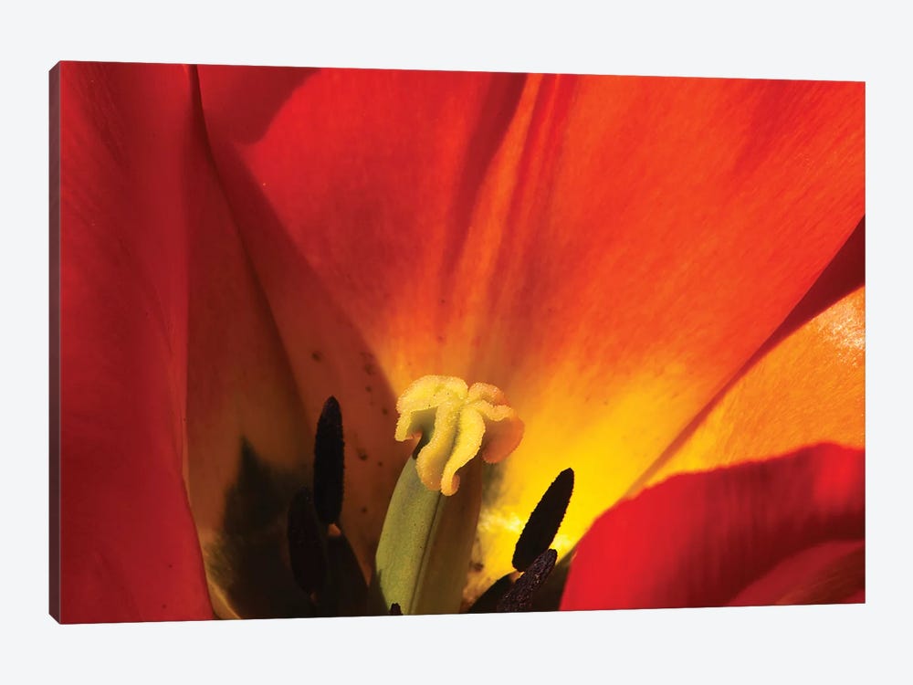 Macro Tulip by Brian Wolf 1-piece Canvas Art Print