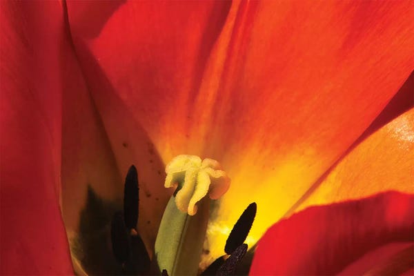 Tulips: Macro Tulip by Brian Wolf