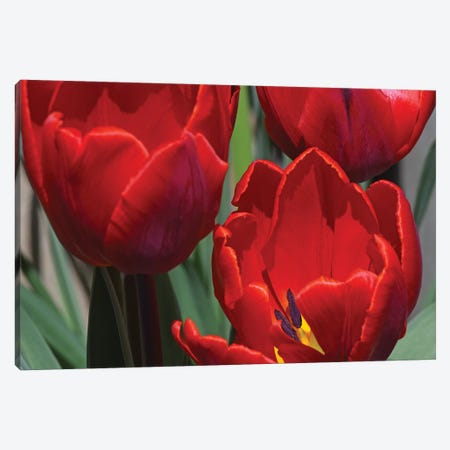 Red Tulips Canvas Print #BWF426} by Brian Wolf Art Print
