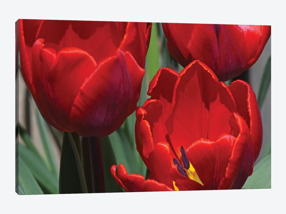 Red Tulips by Brian Wolf 1-piece Canvas Artwork