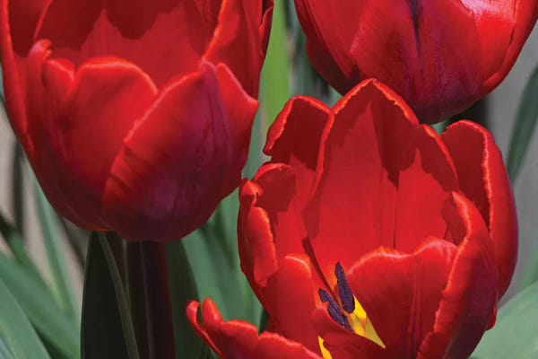 Brian Wolf: Red Tulips by Brian Wolf