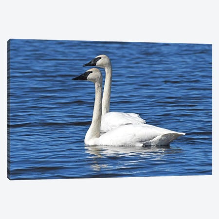 Swimming In Tandem Canvas Print #BWF428} by Brian Wolf Canvas Artwork