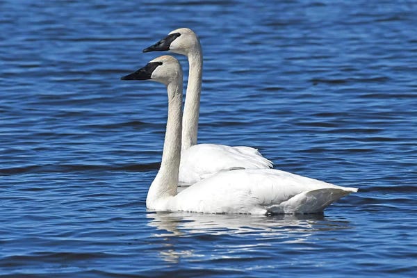 Brian Wolf: Swimming In Tandem by Brian Wolf