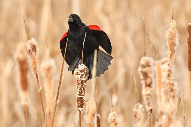 Red-Wing Blackbird Courtship