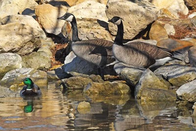 Waterfowl On The Rocks by Brian Wolf art print