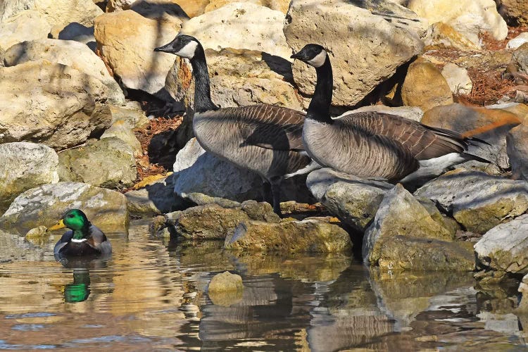 Waterfowl On The Rocks