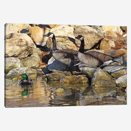 Waterfowl On The Rocks Canvas Print #BWF432} by Brian Wolf Canvas Print