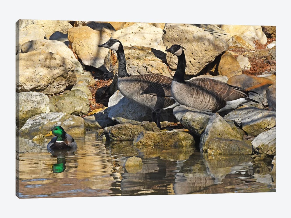 Waterfowl On The Rocks by Brian Wolf 1-piece Canvas Art Print