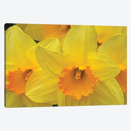 Daffodils Canvas Print #BWF433} by Brian Wolf Canvas Print