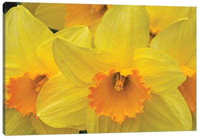 Daffodils Canvas Art Print - Brian Wolf