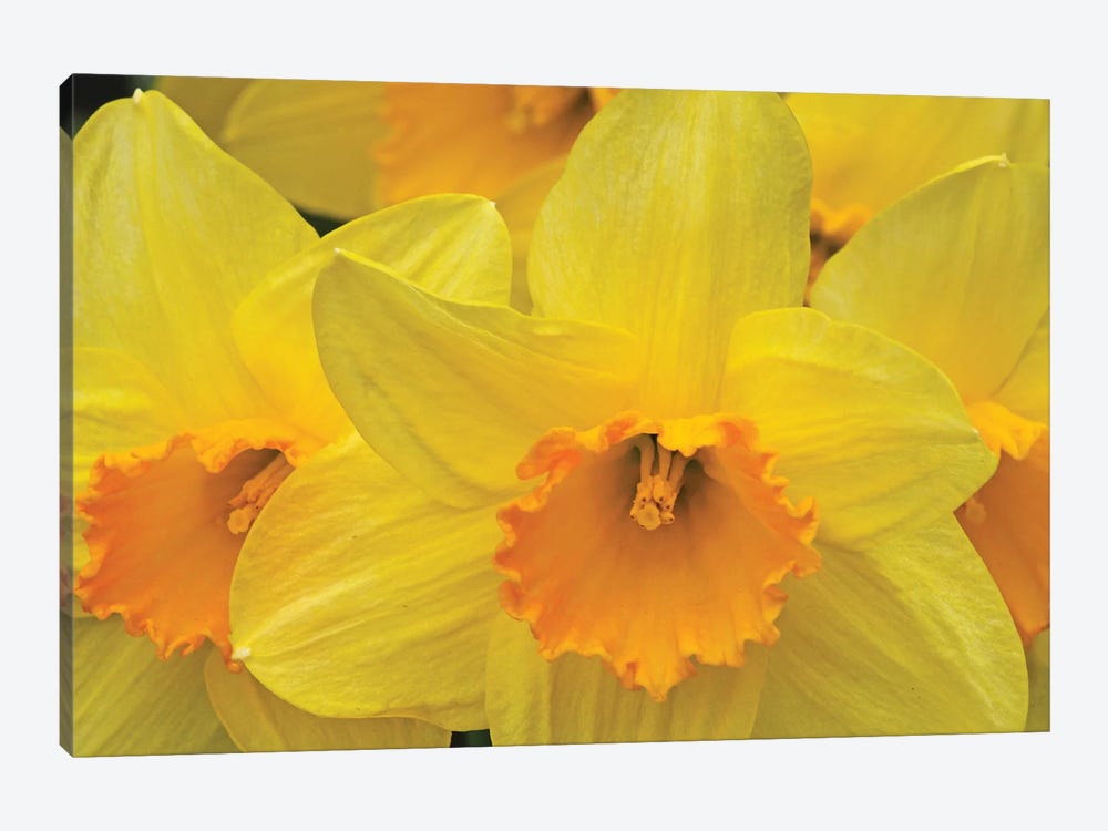 Daffodils by Brian Wolf 1-piece Canvas Art