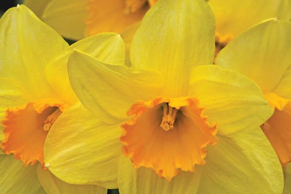 Daffodils: Daffodils by Brian Wolf