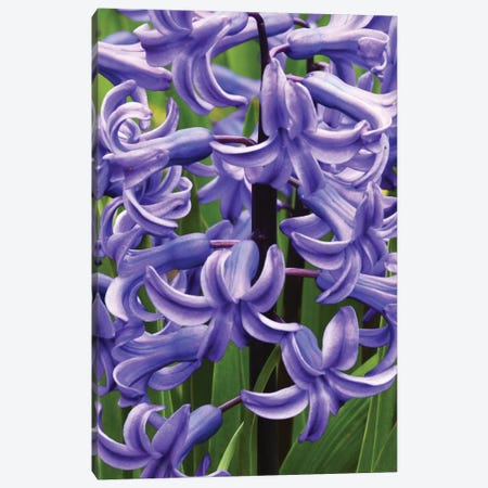 Hyacinths Canvas Print #BWF434} by Brian Wolf Canvas Art