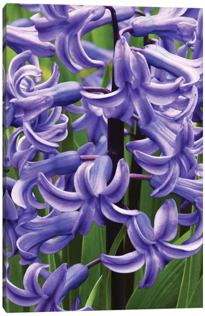 Hyacinths Canvas Art Print