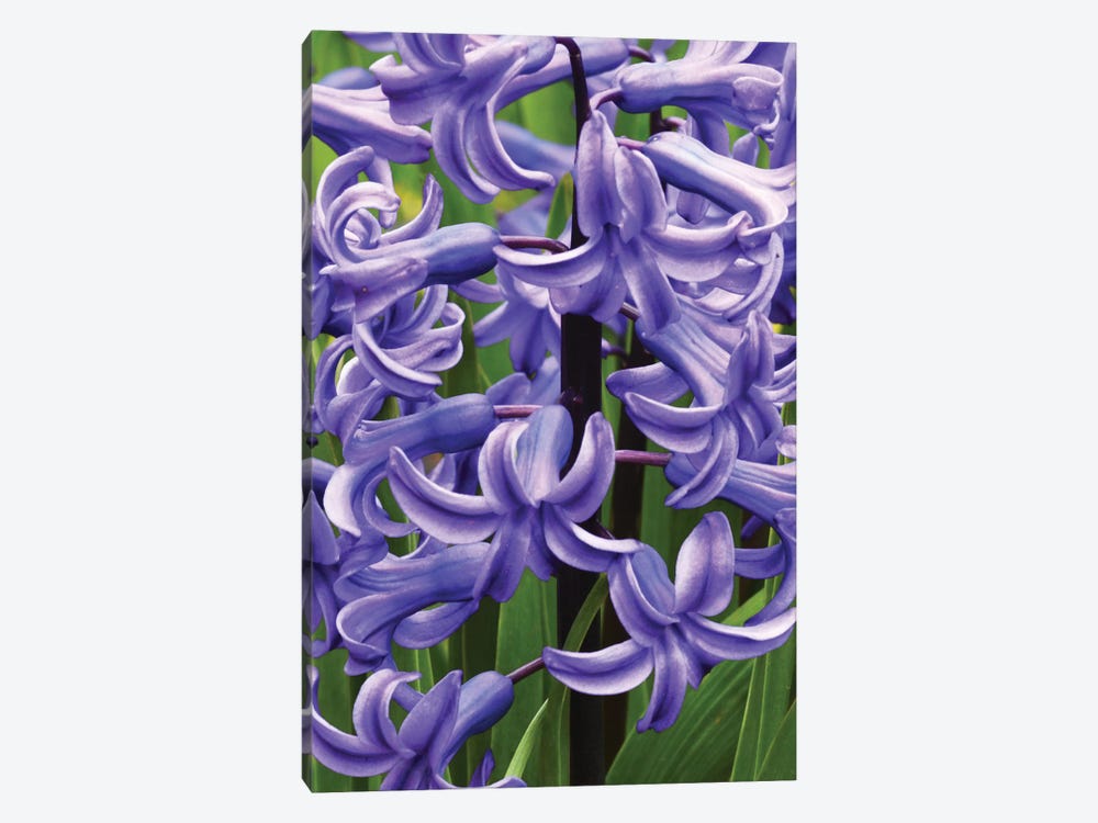 Hyacinths by Brian Wolf 1-piece Canvas Art Print